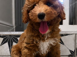 Absolutely stunning Australian  Labradoodle Girl Puppy