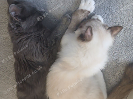 Ragdolls