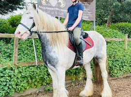 SMART BLUE AND WHITE COB