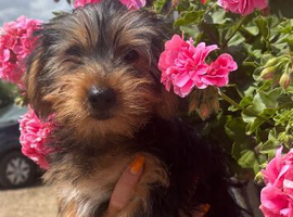 Beautiful Yorkie pups looking for there forever homes