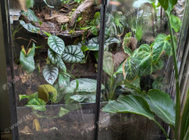 2 giant Madagascarn day gecko with terrarium