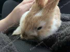 Male bunny