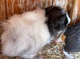 2 baby boars