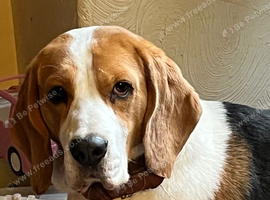 Tri Beagle for Sale