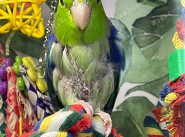 2 bonded parrolets
