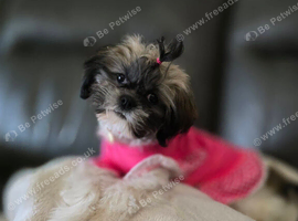 Beautiful girl Maya