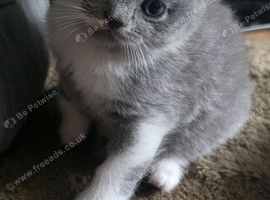 3 Sweet British Shorthairs