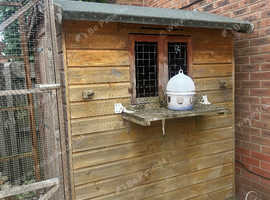 Pigeon loft/guinea pig/rabbit housing/aviary