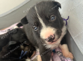 Meet your new best friend