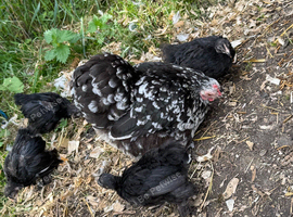 Black mottled pekin bantams