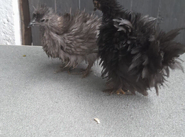 2 frizzle bantam chickens