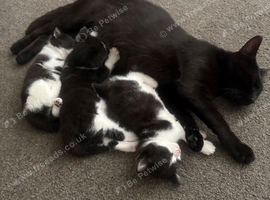 Kittens