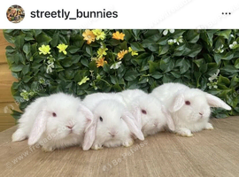 Mini lops bucks