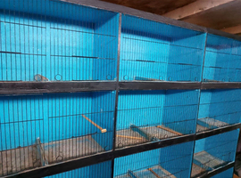 CAGES