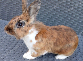 Rex cross lionhead