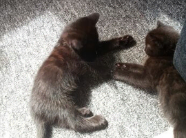 Two black kittens