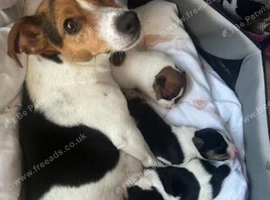 Puppys