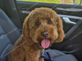 Gorgeous tan cockapoo