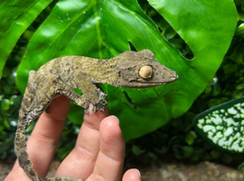 Henkels Leaf Tailed Gecko at Birmingham Reptiles