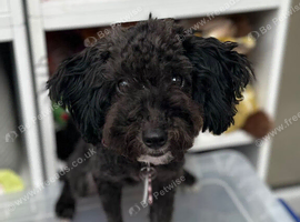 Toy poodle girl