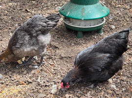 Black Copper Marans at point of lay