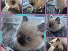 Seal point Ragdoll kittens