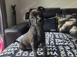 STUNNING FEMALE PATTERDALE TERRIER