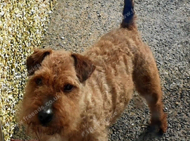 red lakeland terrier