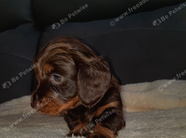 Longhaired Dachshund Puppy