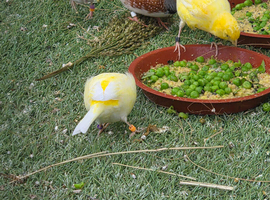5 canaries for sale
