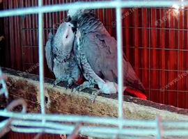 Breedimg pair african greys