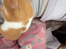 Hampster hammy