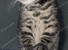 Kittens