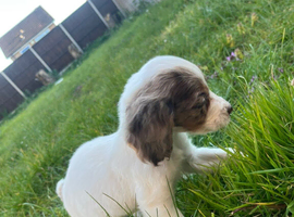 white girl cockerspaniel