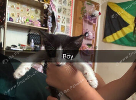 2x black and white kittens needing a friendly home