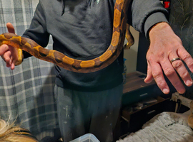 Salmon Boa