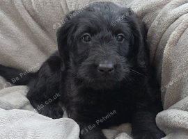 F1 labradoodles