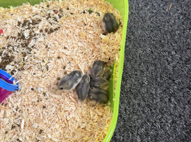 Russian dwaf hamster