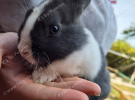 Beautiful bunnies