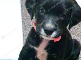 8 week old female patterdale x lab x spaniel