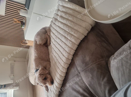 Rehoming our 3 year old poochon teddie