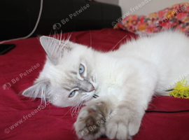 Ragdoll kittens