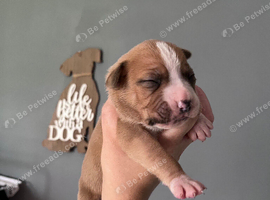 Mastiff/American bulldog