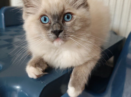 Male GCCF ragdoll 16 weeks