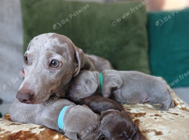 Miniature Dachshund ready for their forever