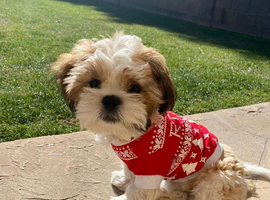 Absolutely Stunning Shih Tzu Puppies (KC REG)