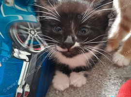 Beautiful female kitten 8 weeks old ready now