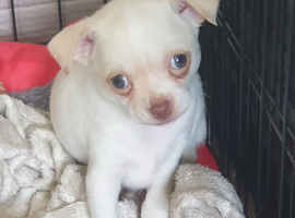 Chihuahua puppies Alford lincs