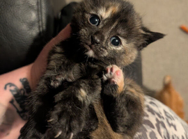 Kittens for sale ... READY TO LEAVE NOW