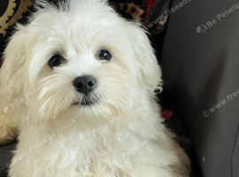 Maltese puppy 3 months male